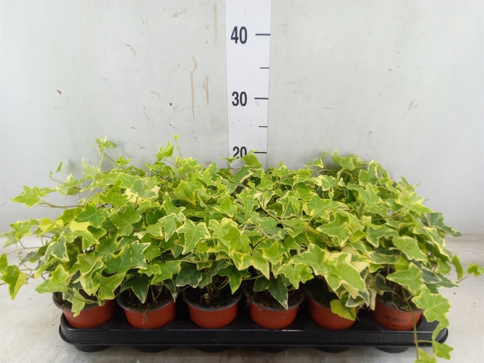 <h4>Hedera helix 'Goldchild'</h4>
