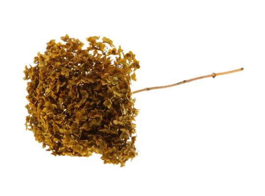 Branch Hydrangea L70D23