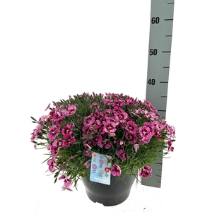 VASTE PLANTEN OV