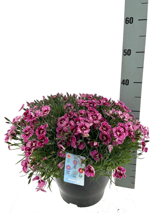 <h4>VASTE PLANTEN OV</h4>