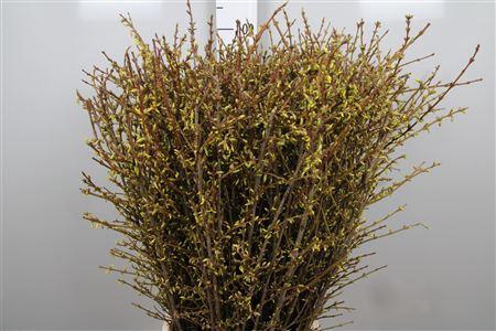 <h4>Forsy I Spectabilis</h4>