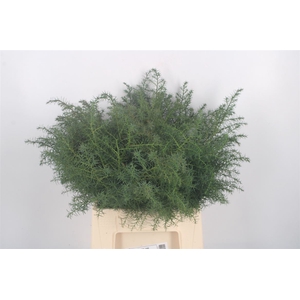 Con Cryptomeria Per Pak