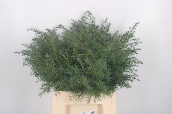 <h4>Con Cryptomeria Per Pak</h4>