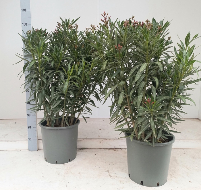 <h4>NERI OLEANDER</h4>