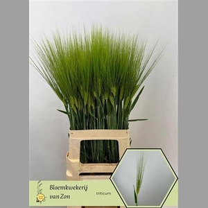 Siergras Triticum Aestivum