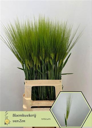 <h4>Siergras Triticum Aestivum</h4>
