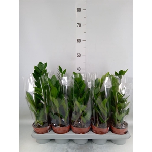 Zamioculcas zamiifolia