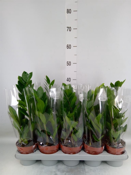 <h4>Zamioculcas zamiifolia</h4>