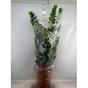 Zamioculcas zamiifolia