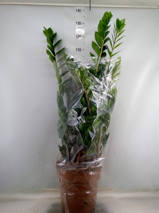 <h4>Zamioculcas zamiifolia</h4>