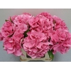 Hydrangea royal love