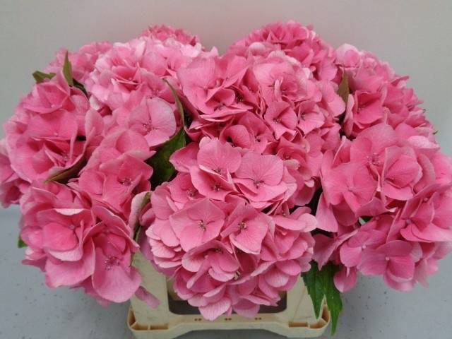 Hydrangea royal love