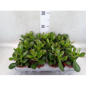 Crassula ovata 'Sunset'