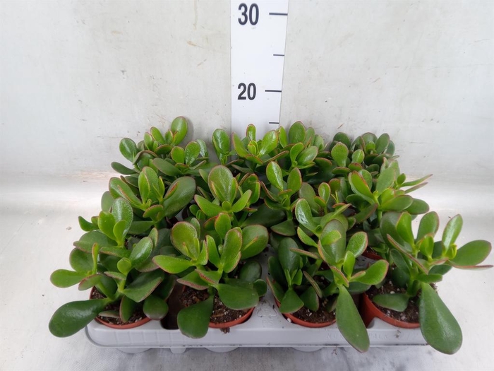 <h4>Crassula ovata 'Sunset'</h4>