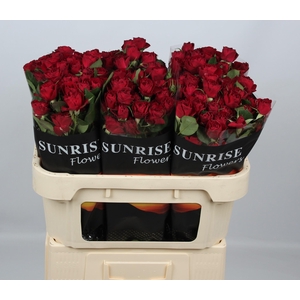 R TR RED TRENDSETTER