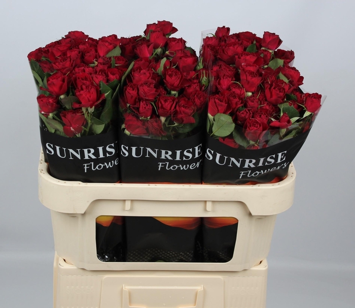 <h4>R TR RED TRENDSETTER</h4>