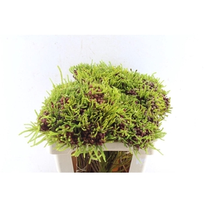 Kaaps Berz Strawberry