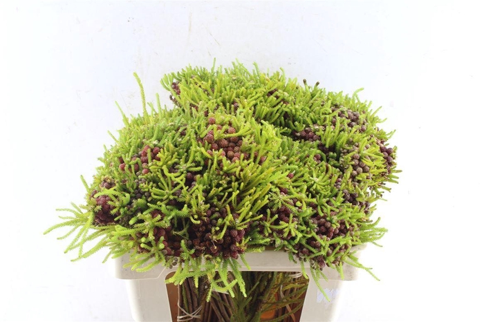 <h4>Kaaps Berz Strawberry</h4>