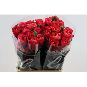 R Gr Dark X-pression