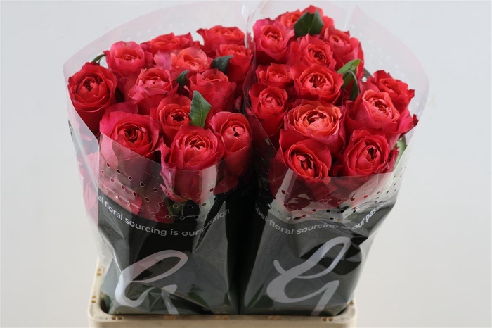 <h4>R Gr Dark X-pression</h4>