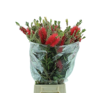 Callistemon