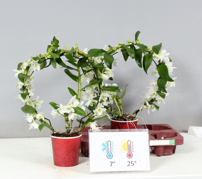 <h4>DENDR N SC APOLLON</h4>