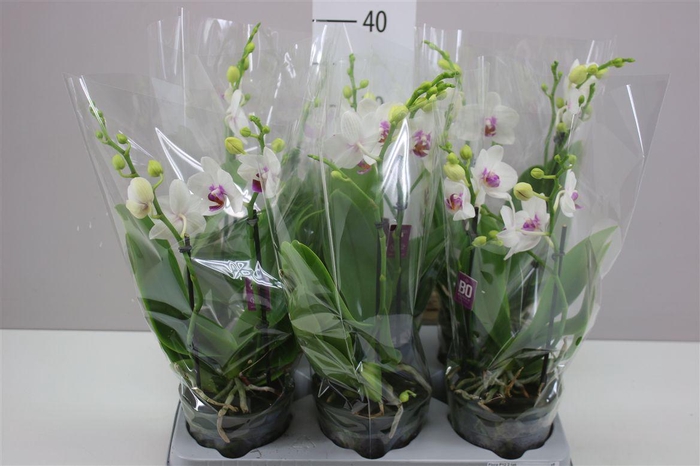 <h4>Phal Multifl Red Lips 2 Tak</h4>