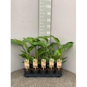 STRELITZIA NICOLAI