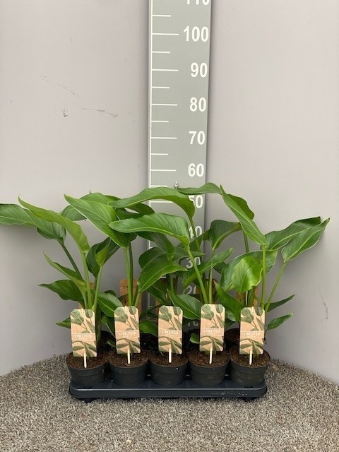 <h4>STRELITZIA NICOLAI</h4>