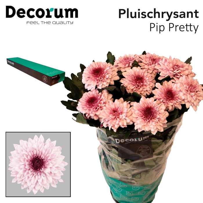 <h4>Chrysanthemum PL 'Pip Pretty'</h4>