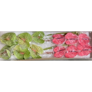Anthurium andr.   ...mix