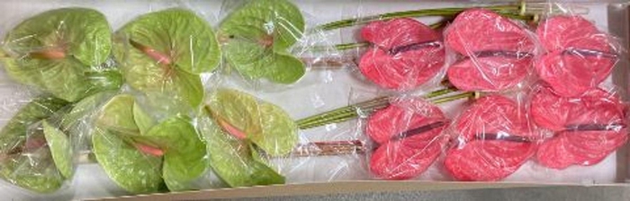 <h4>Anthurium andr. ...mix</h4>