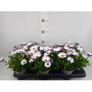 Osteospermum  'Margarita Cream'