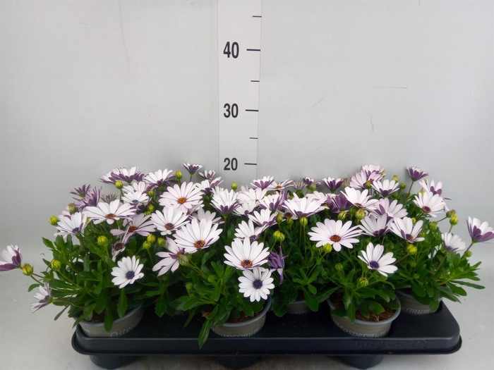 <h4>Osteospermum  'Margarita Cream'</h4>