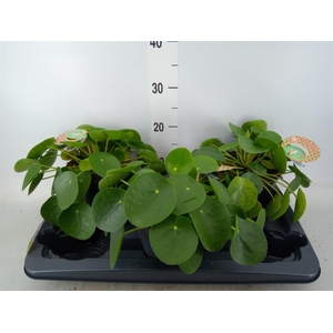 Pilea peperomioides