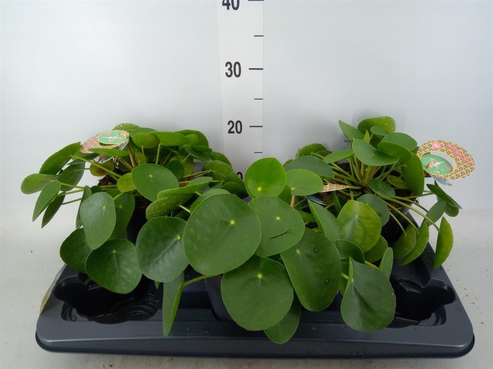 Pilea peperomioides