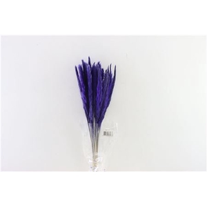 Dried Fluffy Pampas Lilac Bunch Slv