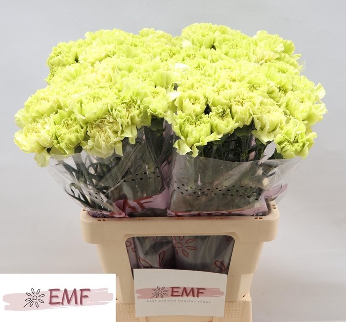 <h4>DI ST WASABI</h4>