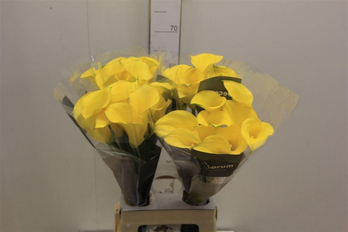 <h4>Zant Gold Medal</h4>