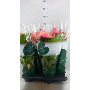 Anthurium andr. 'Colorado'