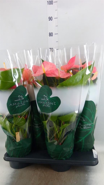 <h4>Anthurium andr. 'Colorado'</h4>