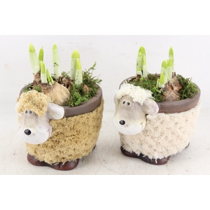 arr4 Narcis RN - Sheep medium brown/white