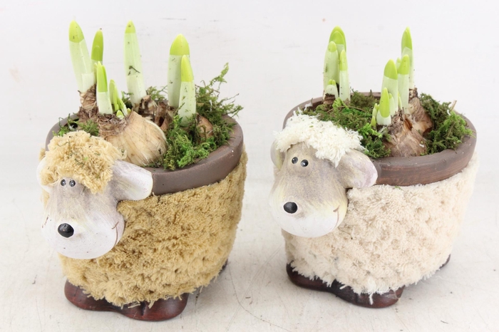 <h4>arr4 Narcis RN - Sheep medium brown/white</h4>