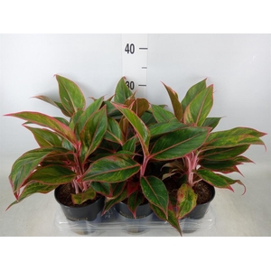 Aglaonema  'Jungle Red'