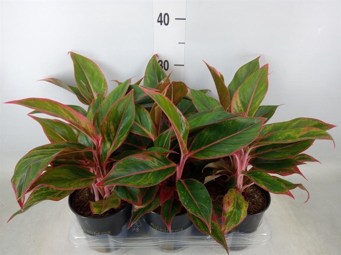 <h4>Aglaonema  'Jungle Red'</h4>