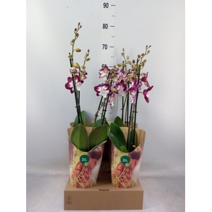 Phalaenopsis  'GbZ Tinkerbells'