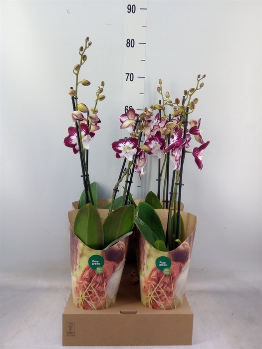 <h4>Phalaenopsis  'GbZ Tinkerbells'</h4>