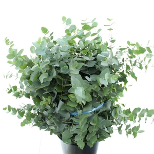 Euca Cinerea 300gram Premium France