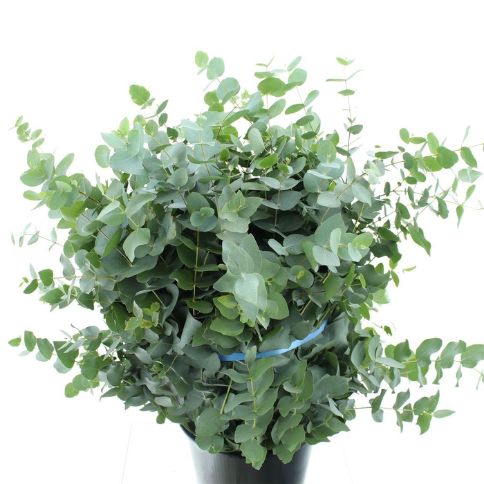 <h4>Euca Cinerea 300gram Premium France</h4>