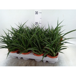 Sansevieria  'Fernwood'